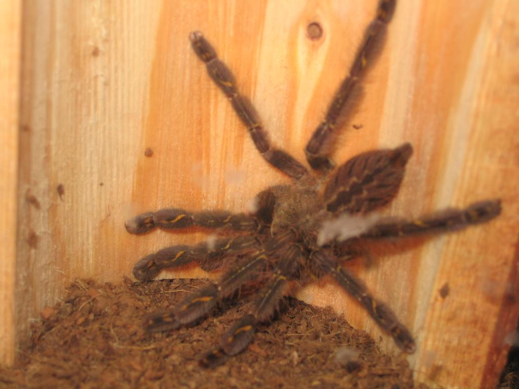 P. Ornata 2.5-3"