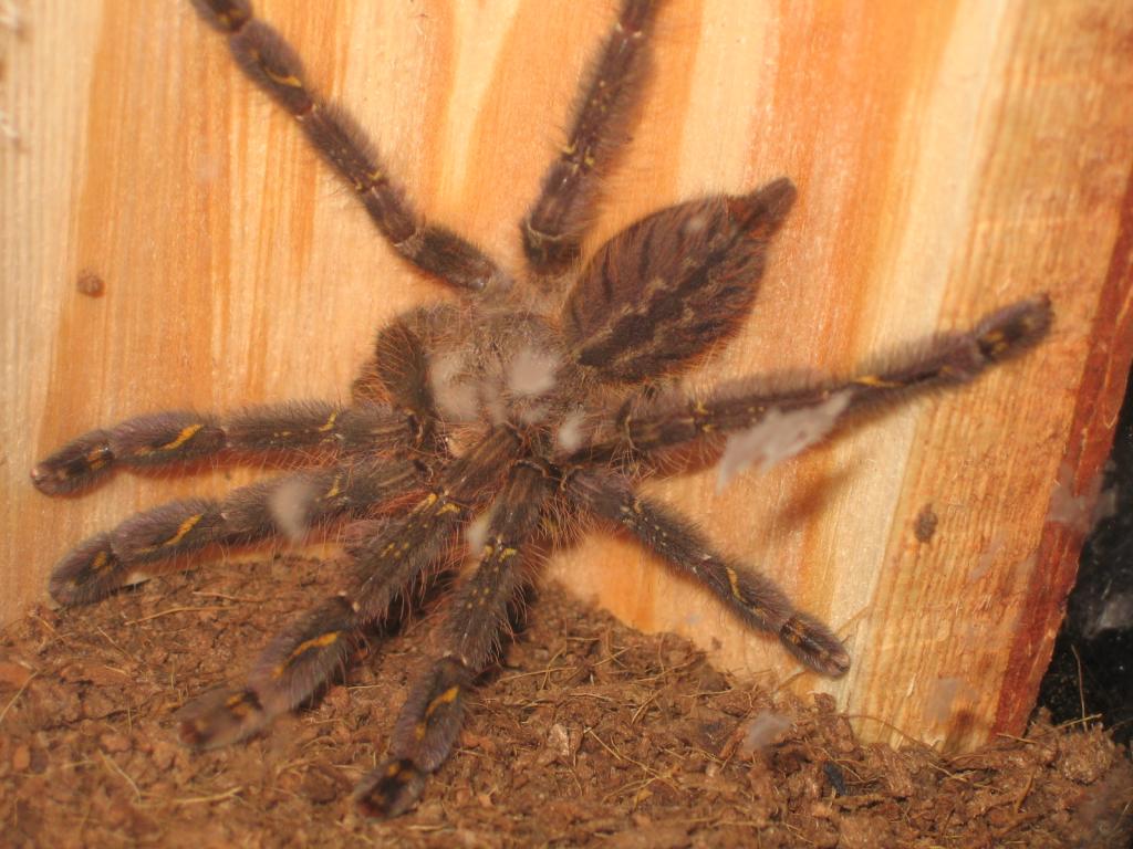 P. Ornata 2.5-3"