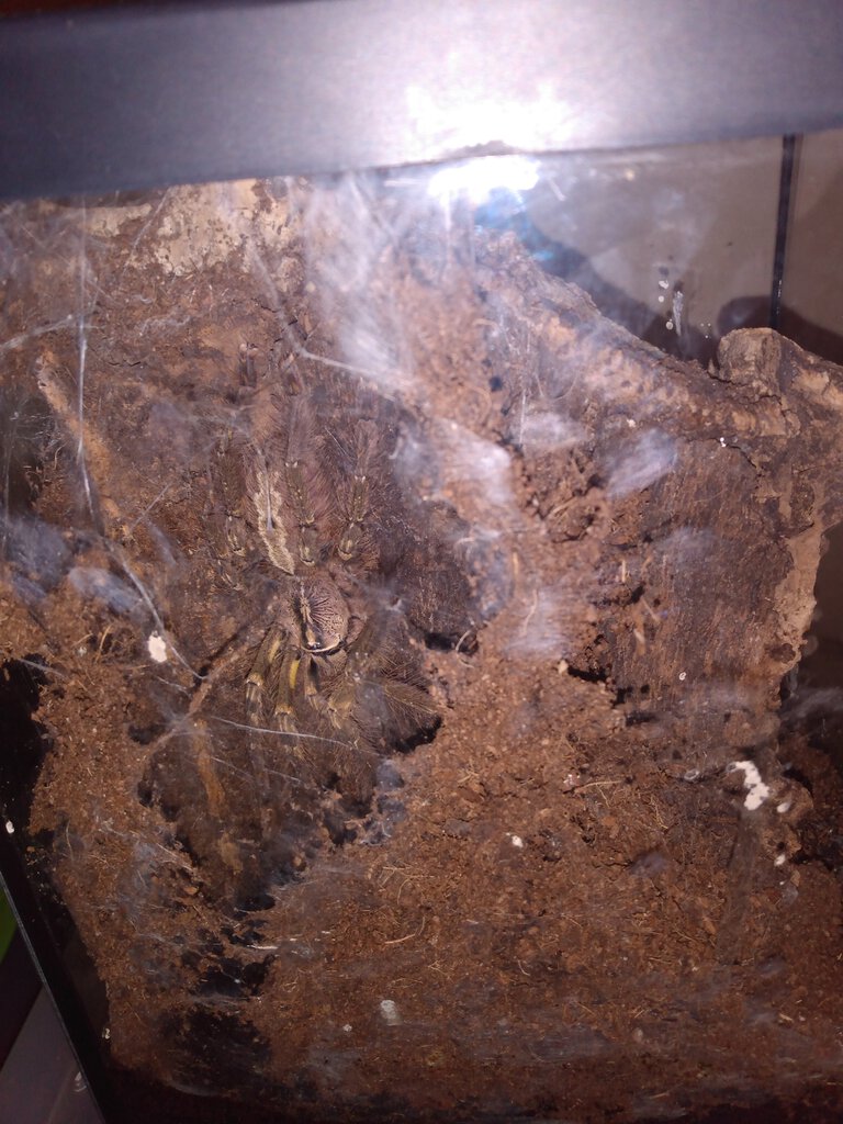 P.ornata #2