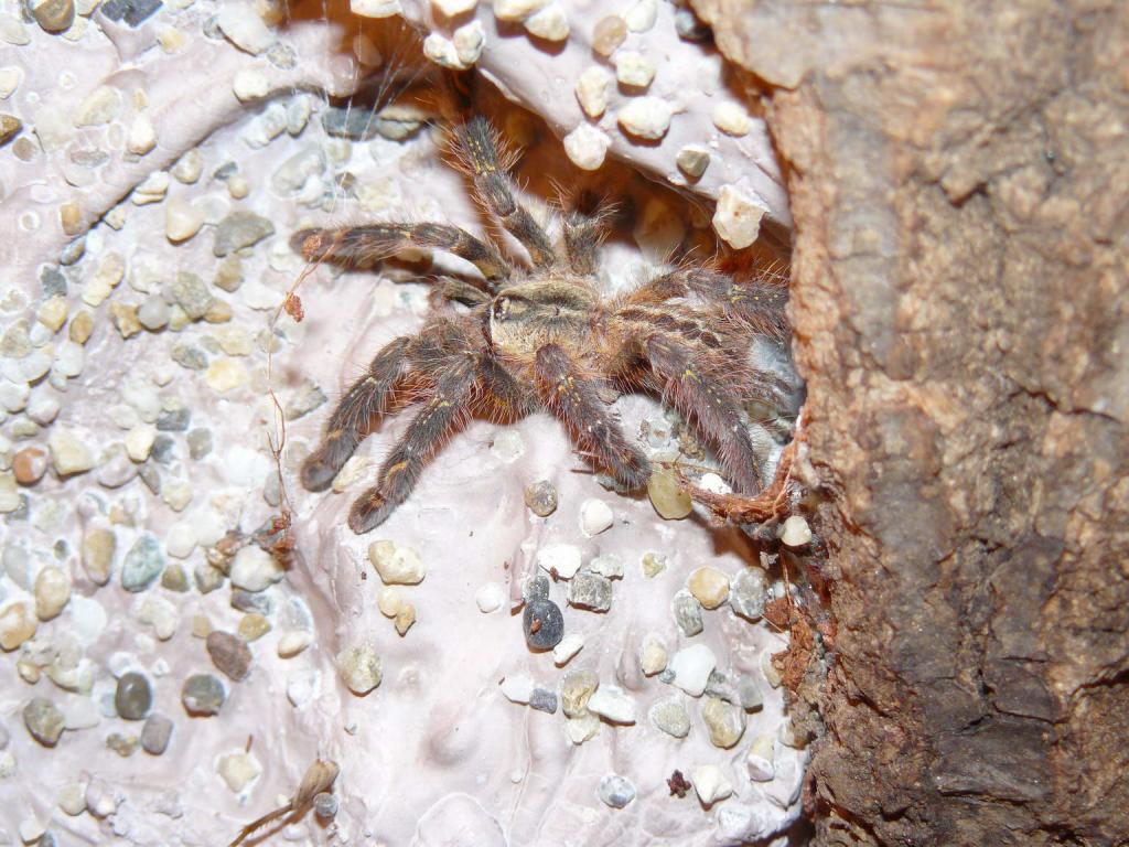 P.ornata 5m