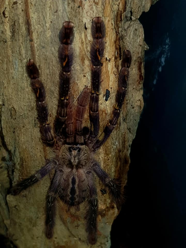 P.ornata at 3"