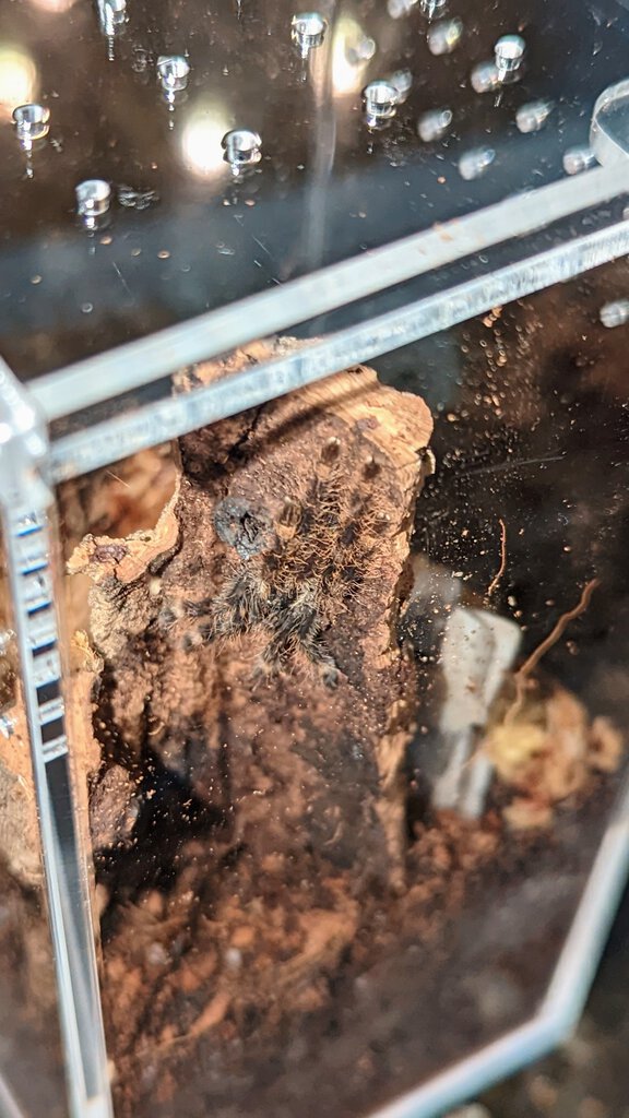 P. Ornata Enclosure 2