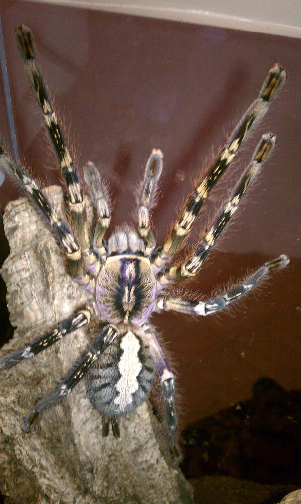 P ornata female