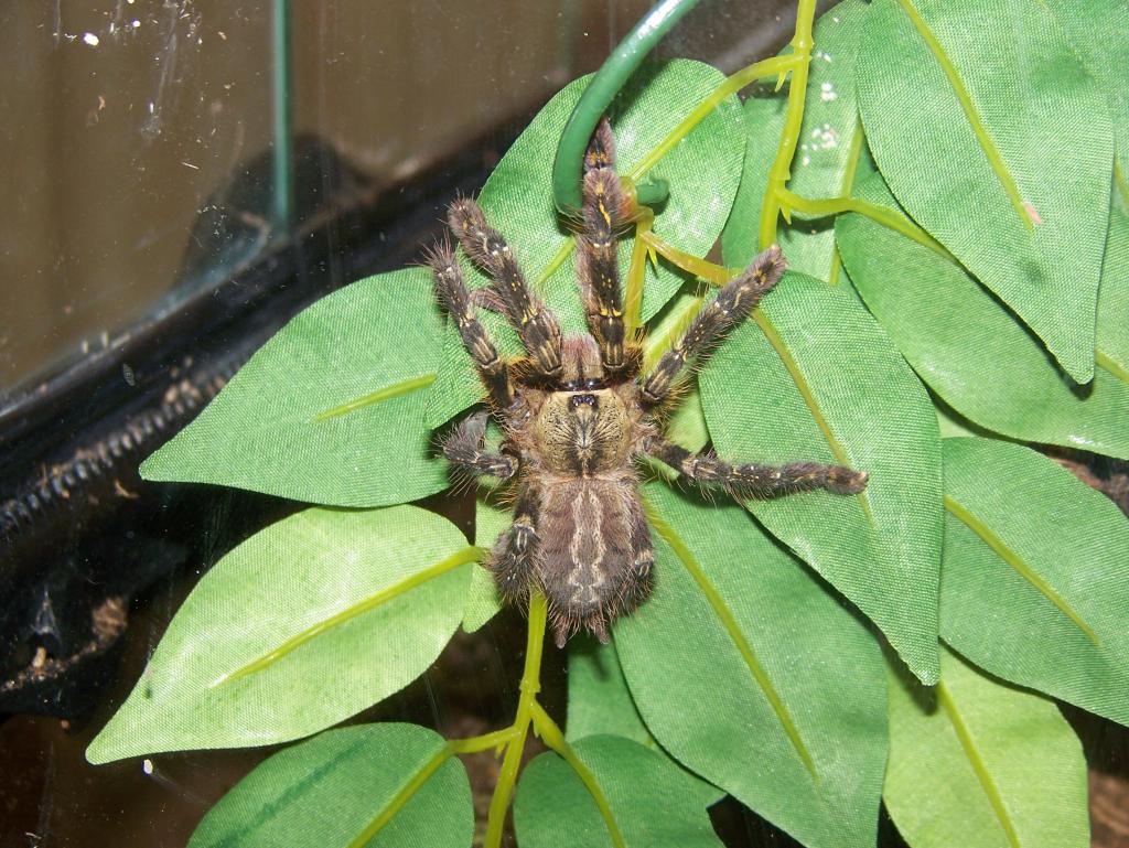 P. ornata female