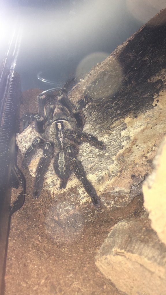 P. Ornata...female?