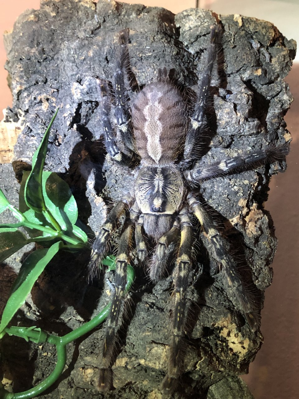 P. ornata female