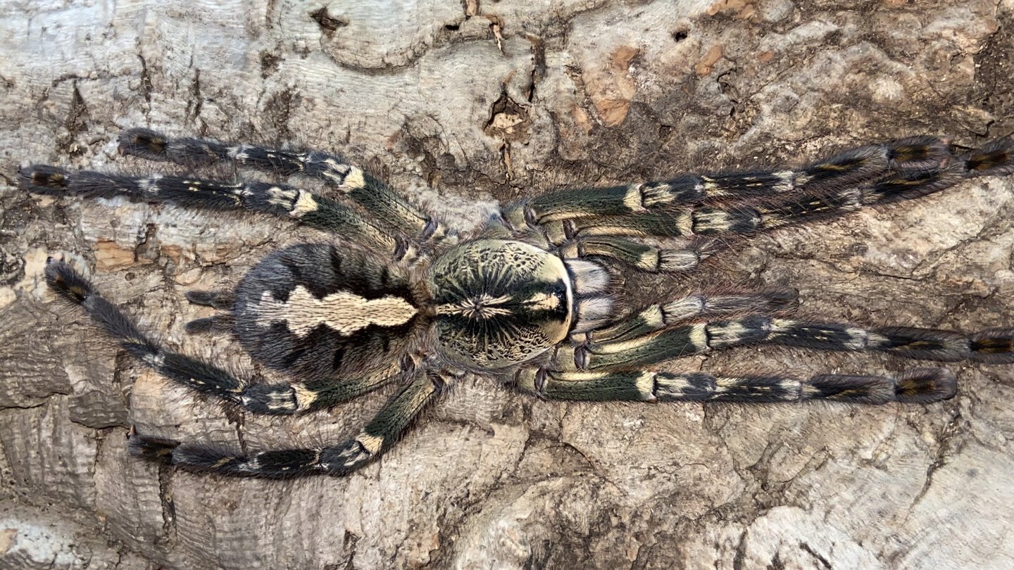 P ornata female