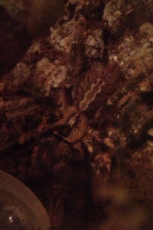 P. ornata M or F