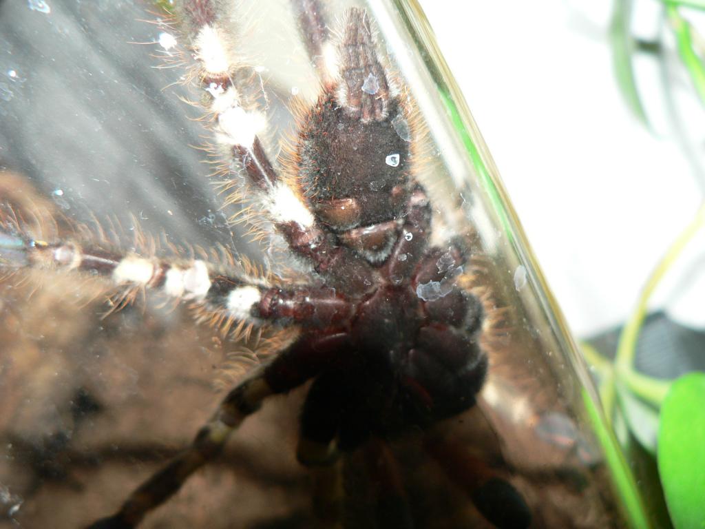 P.ornata Male Or Female?