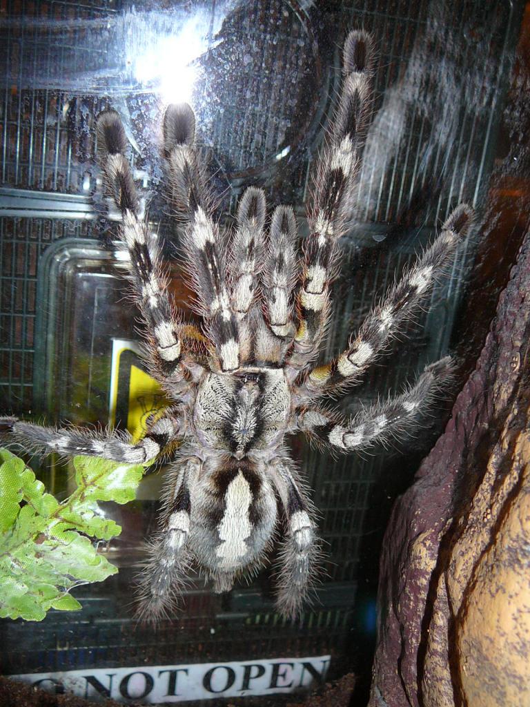 P. ornata or P. regalis