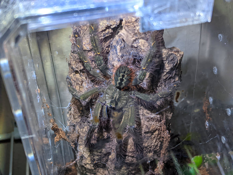 P. Ornata sexing.