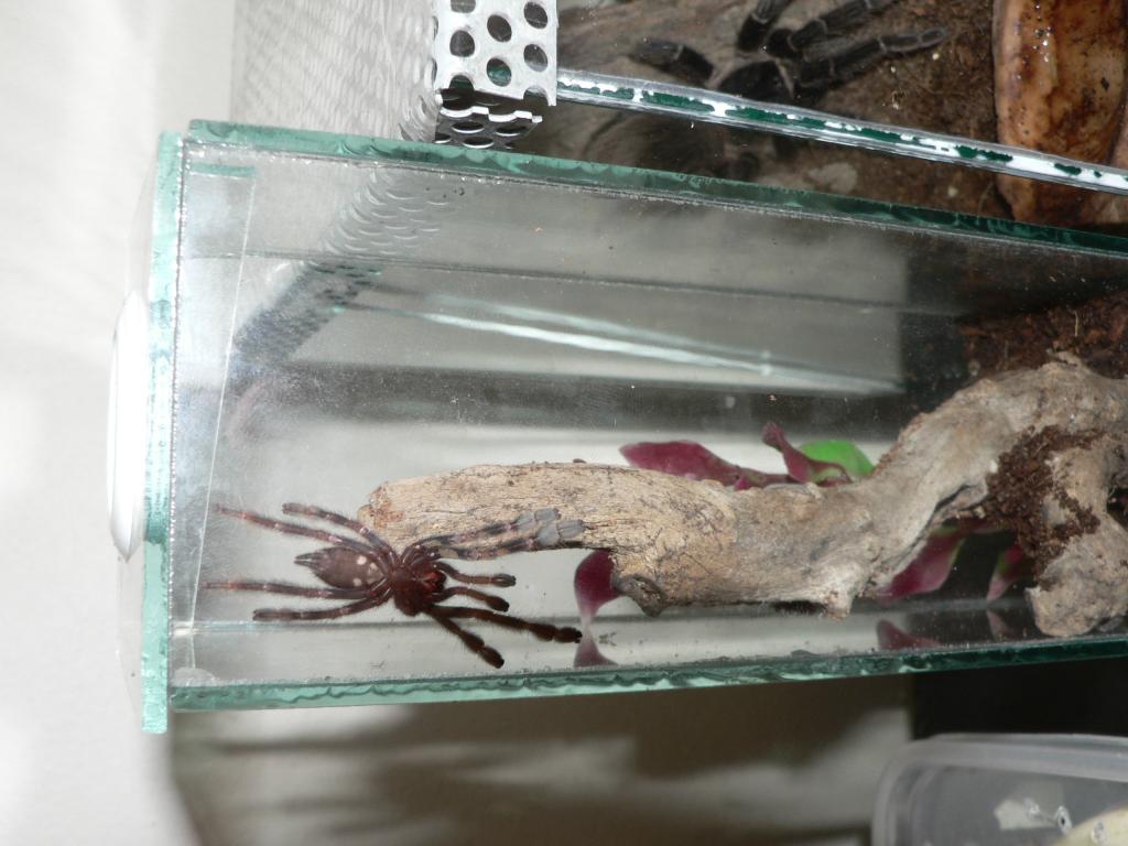 p. ornata