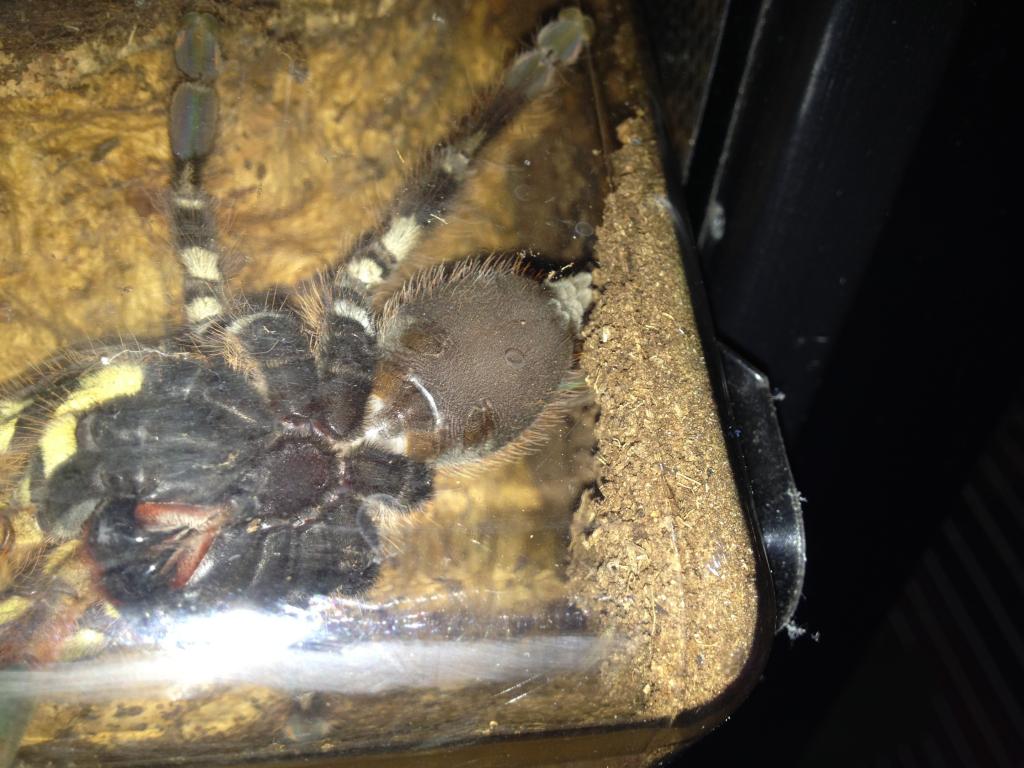P. ornata