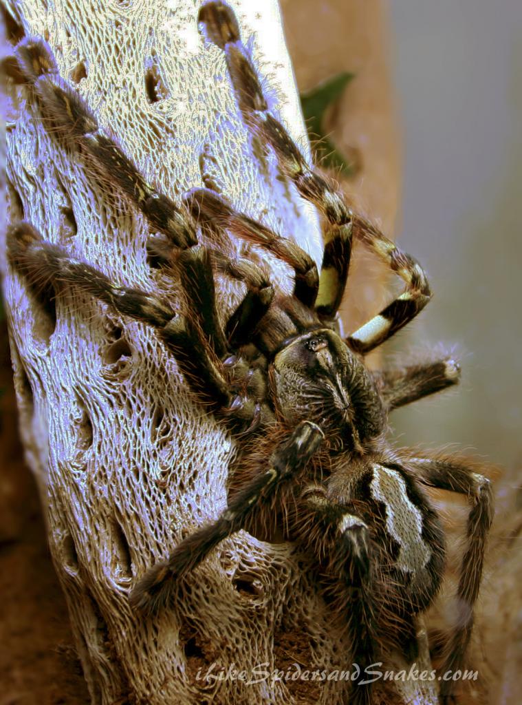 P. Ornata