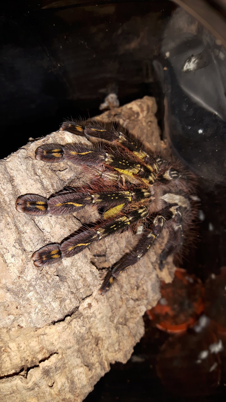 P.ornata