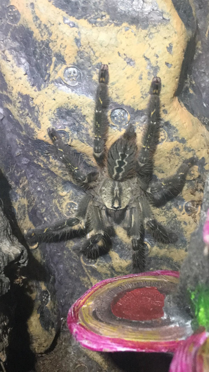 P. Ornata