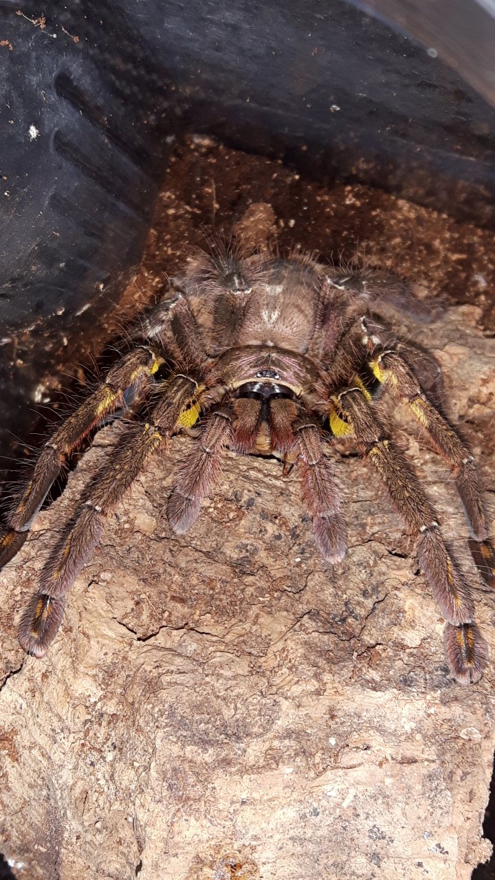 P.ornata