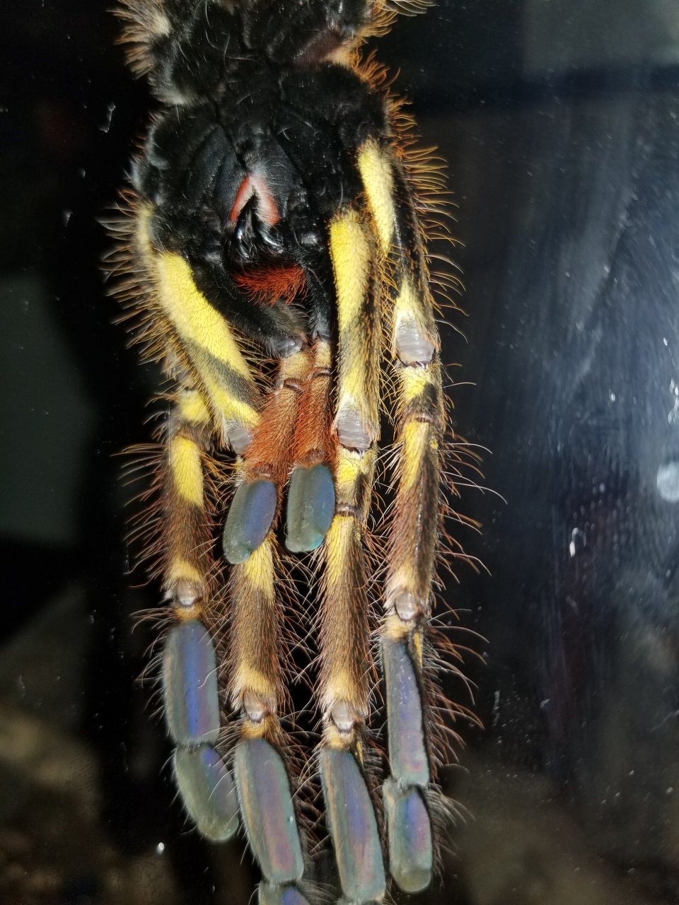 P. Ornata