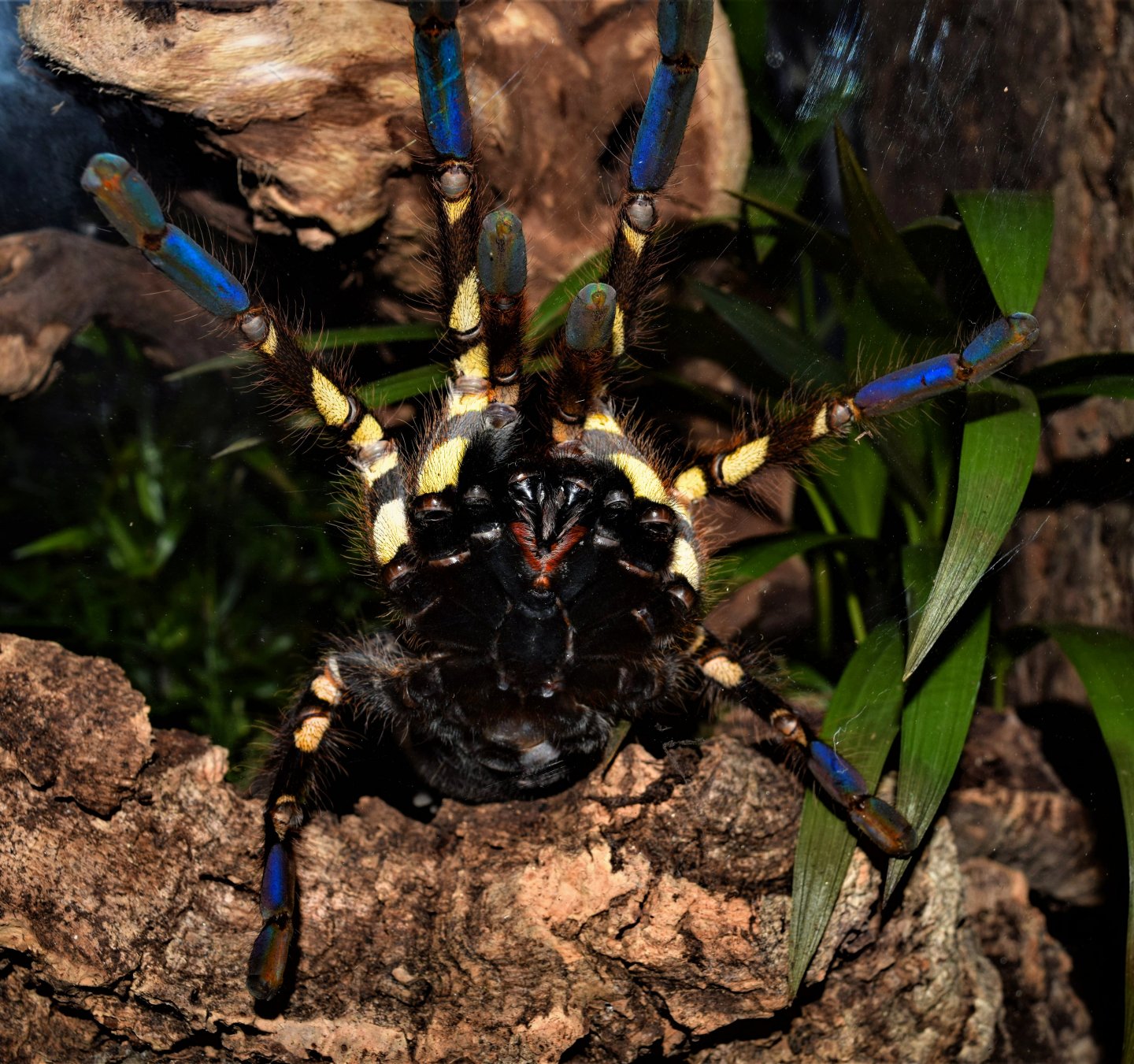 P. ornata