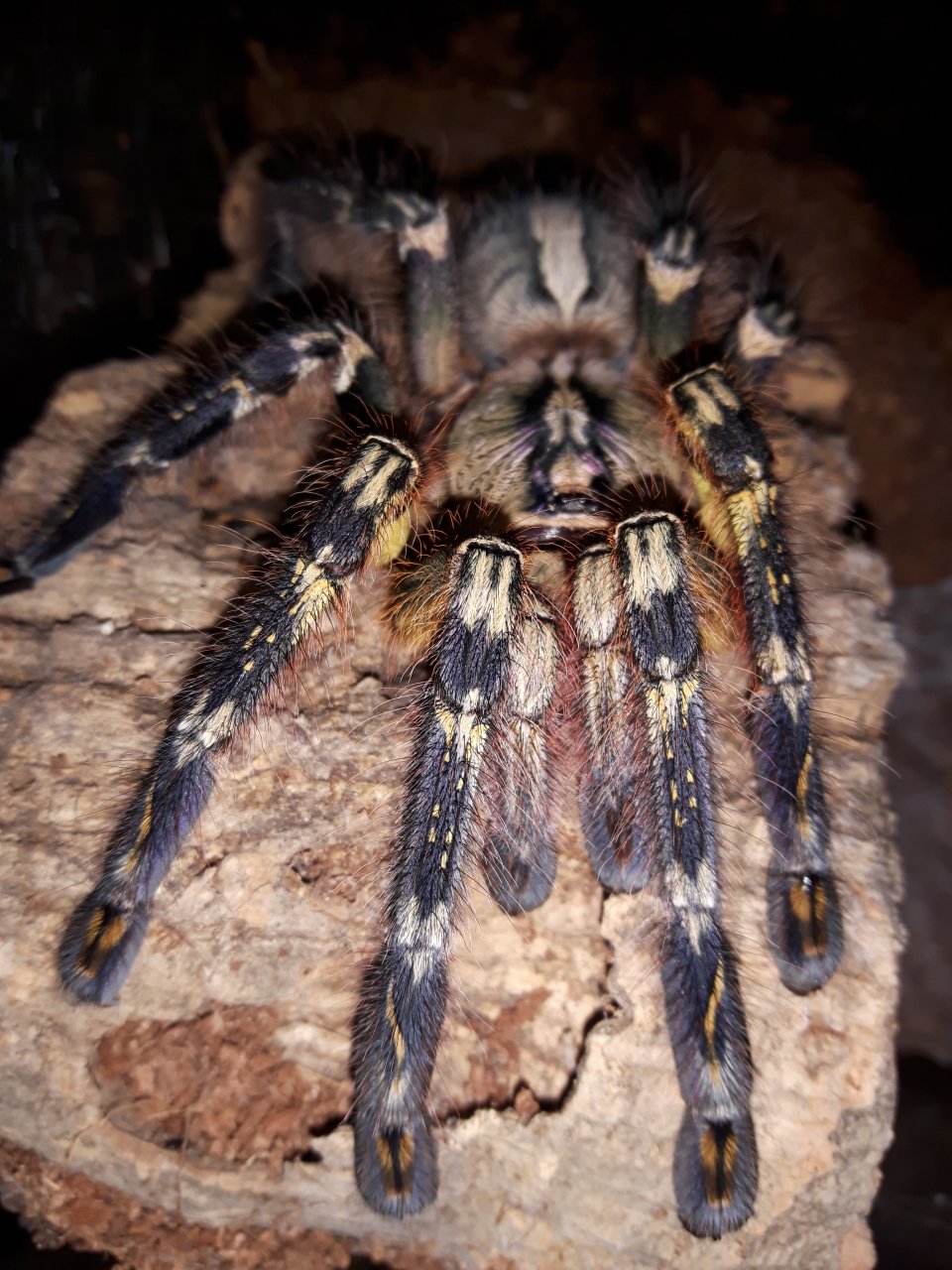 P.ornata