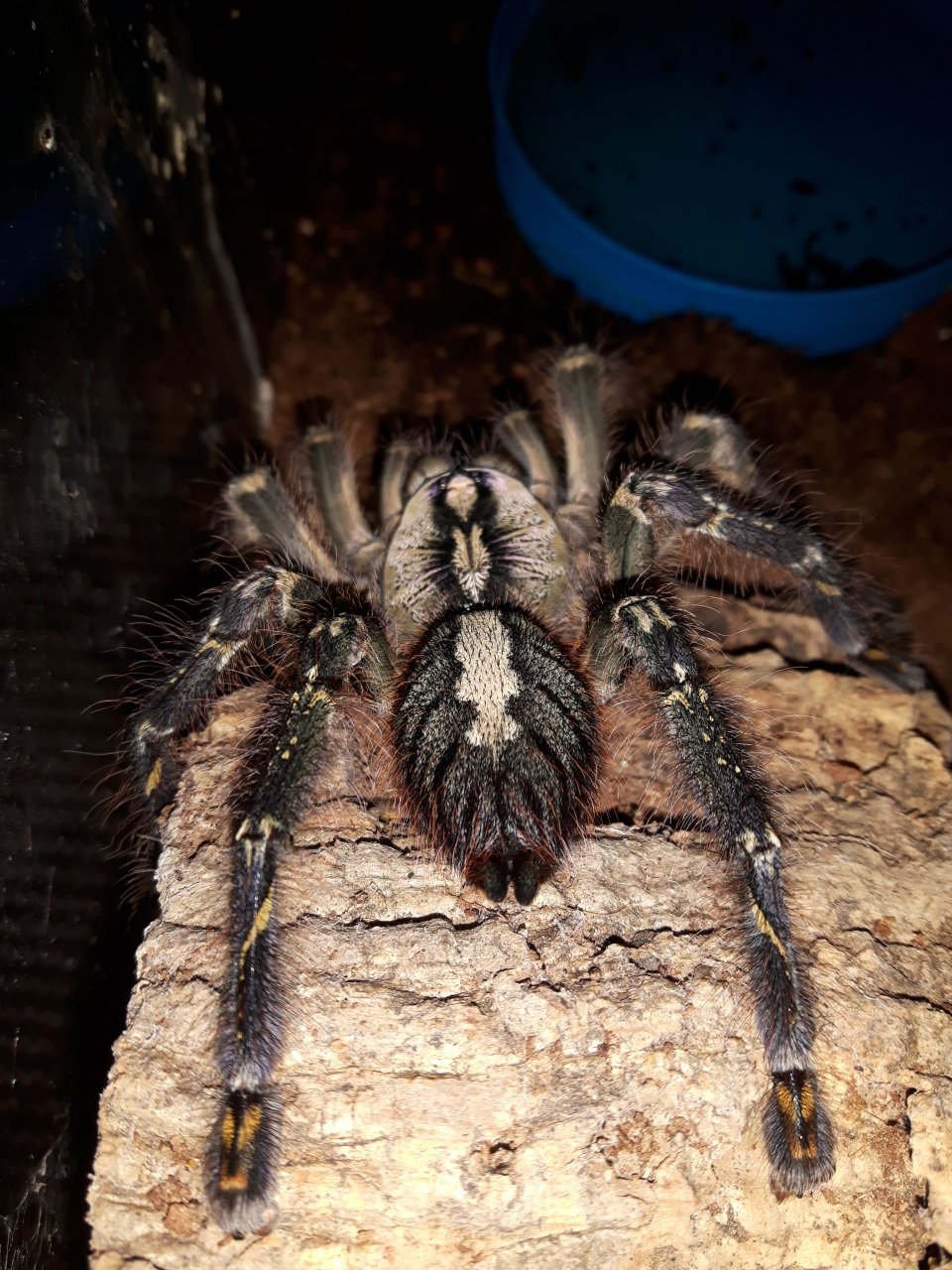 P.ornata