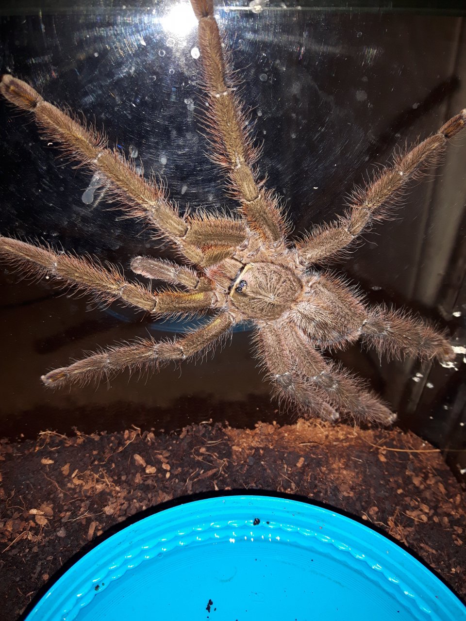 P.ornata