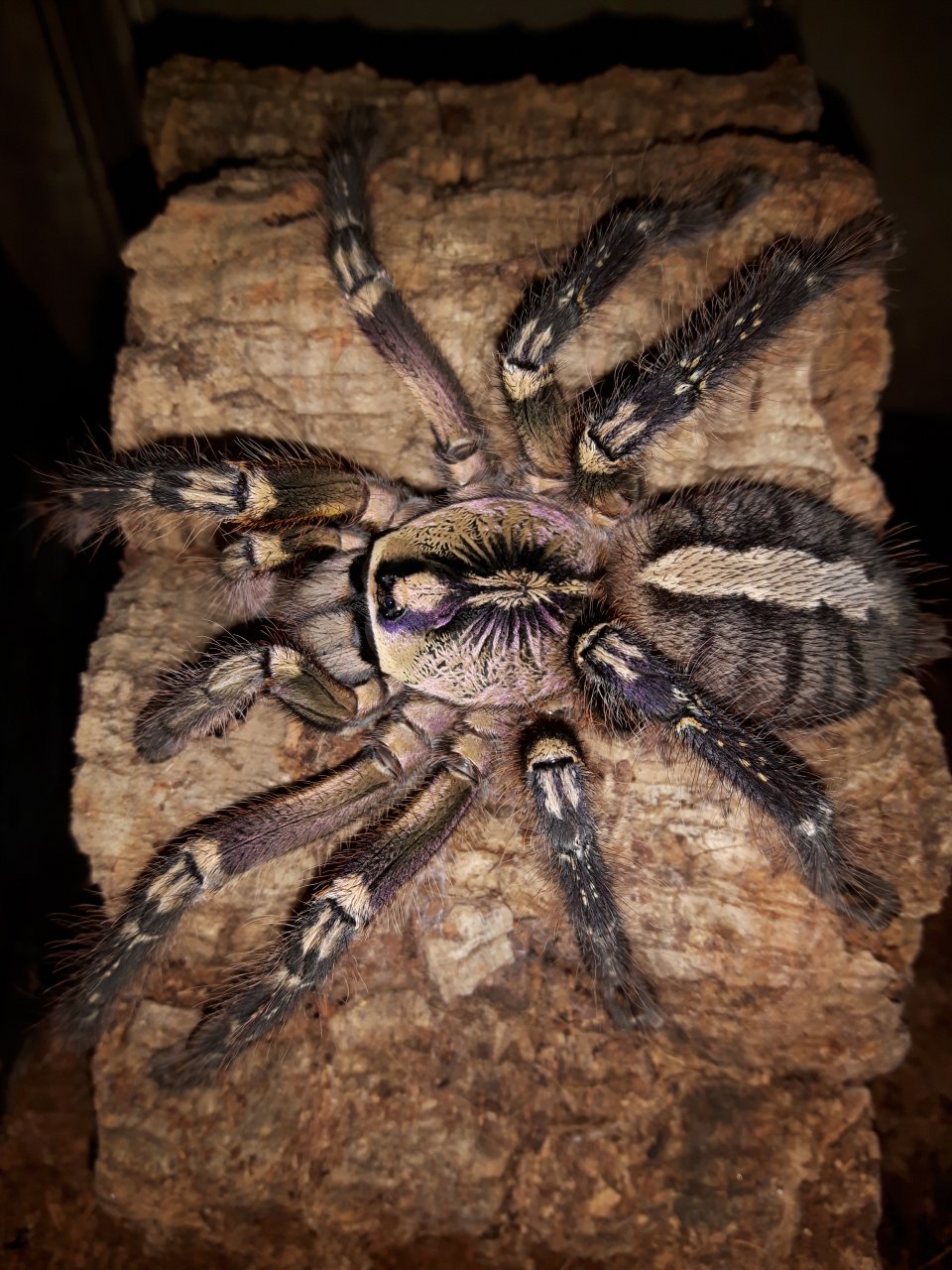 P.ornata