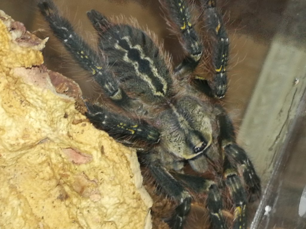 P.Ornata