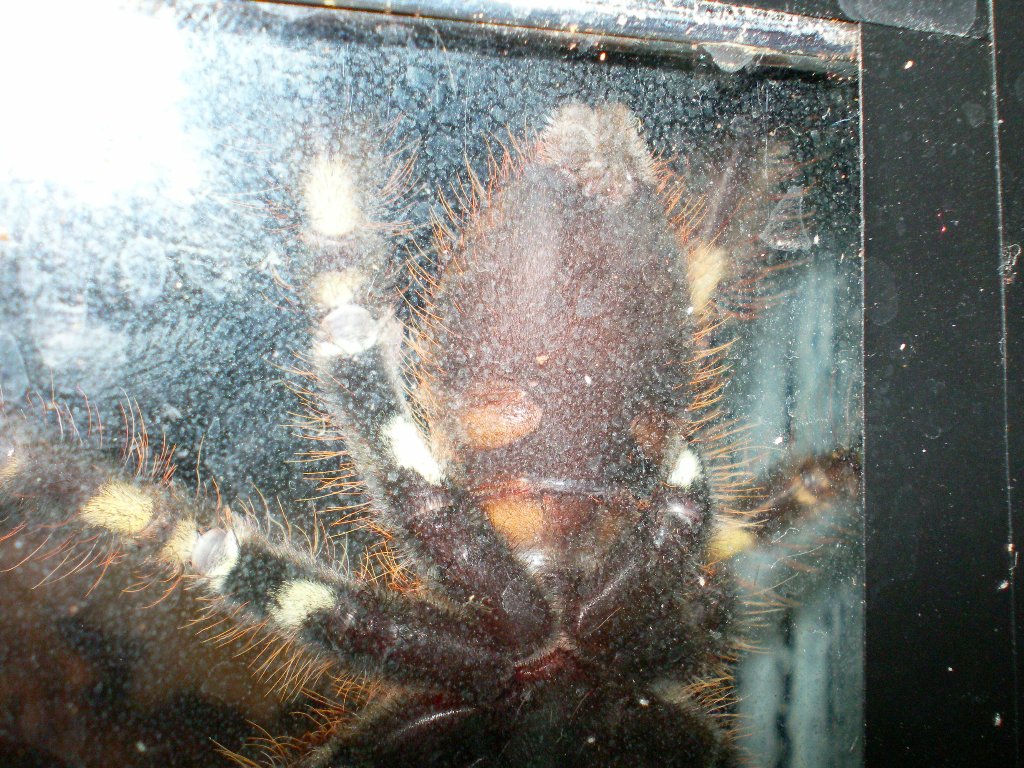 P. ornata