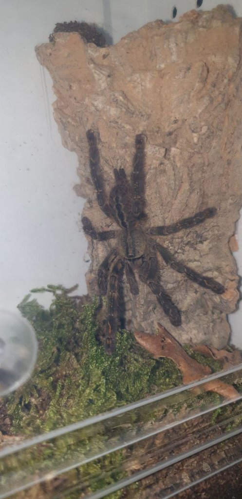 P. ornata