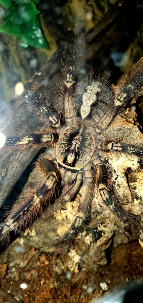 P. ornata