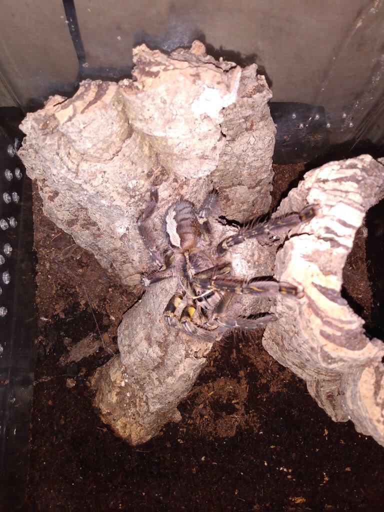 P.ornata