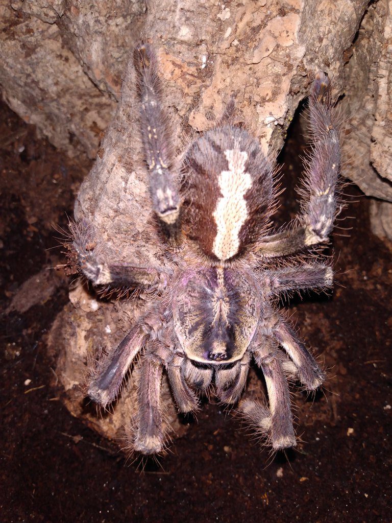 P.ornata