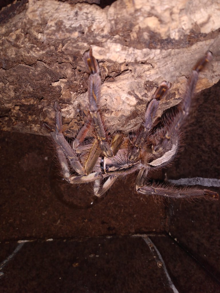 P.ornata