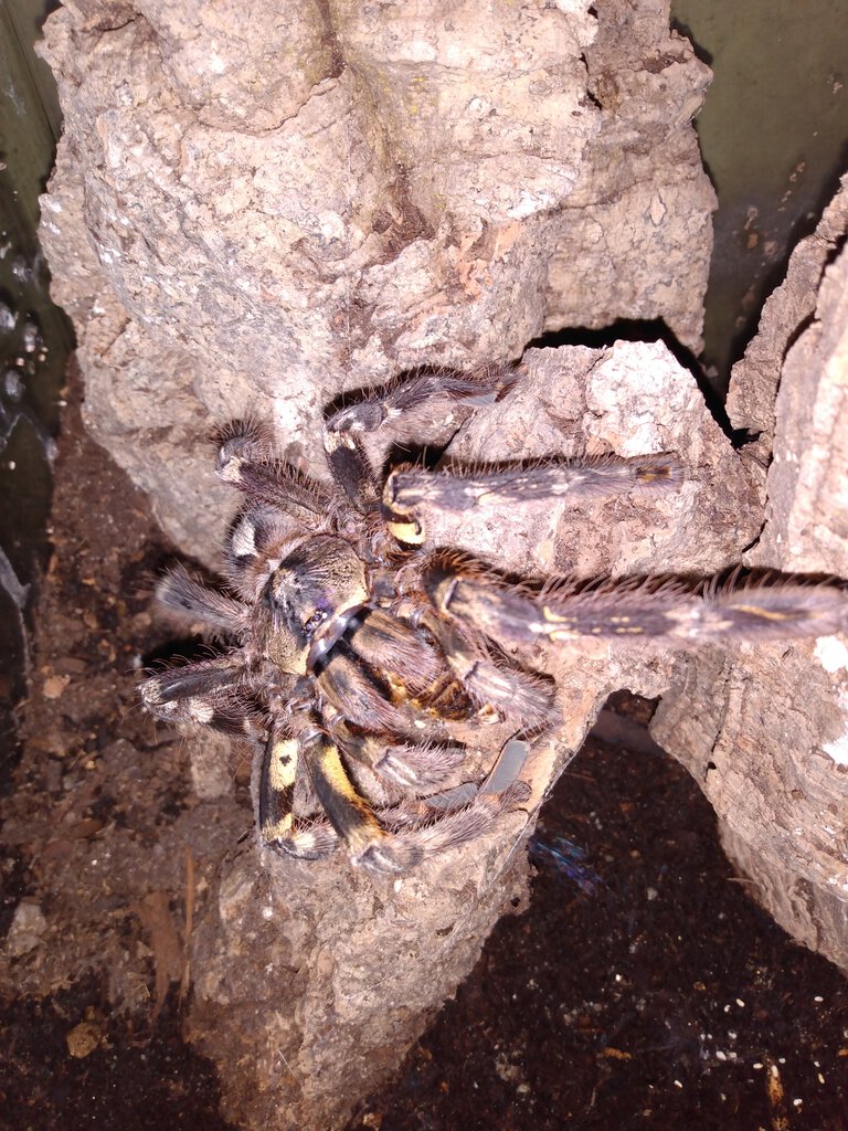 P.ornata