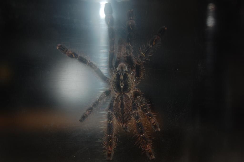 P. ornata