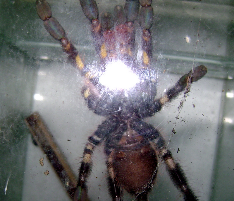 P Ornata