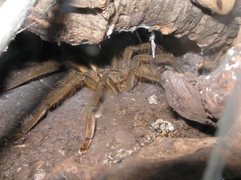 p.ornata