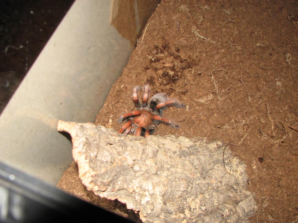 P. Platty Female