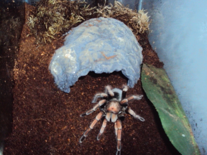 p. platyoma post molt