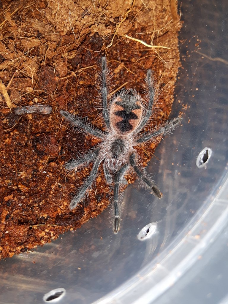 P. Platyomma sling