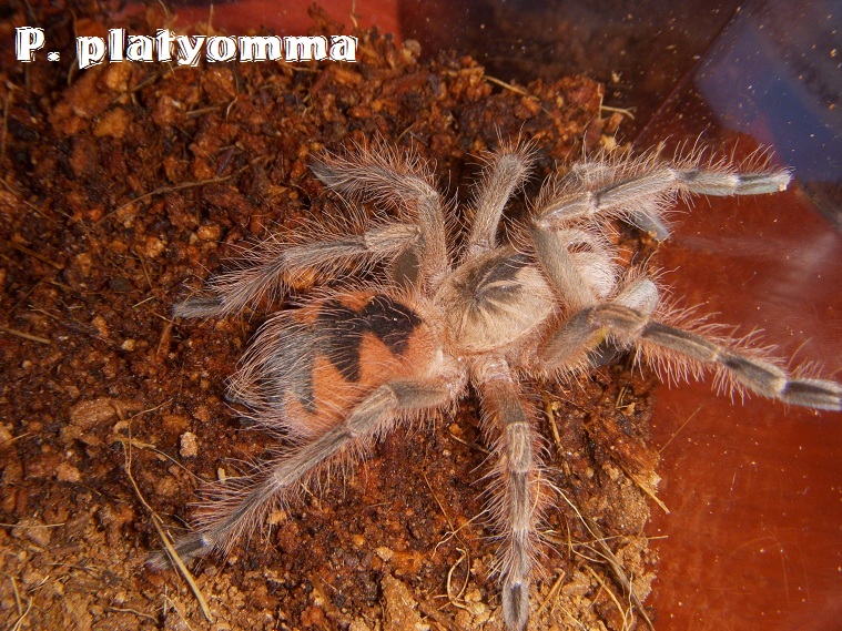 P. platyomma