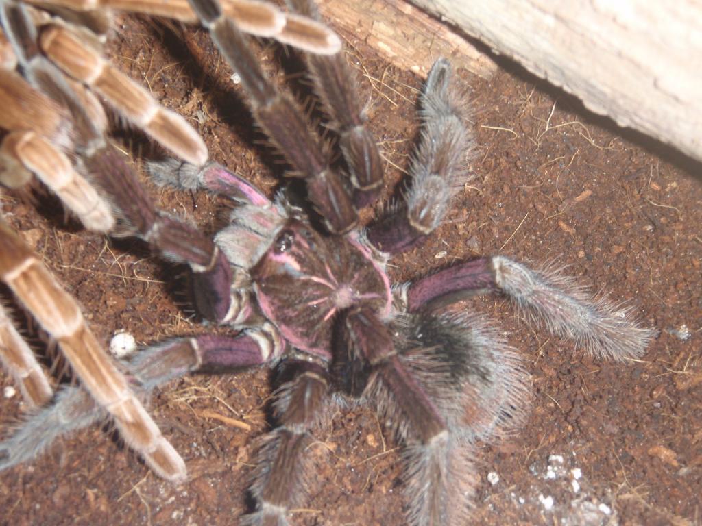 P. platyomma