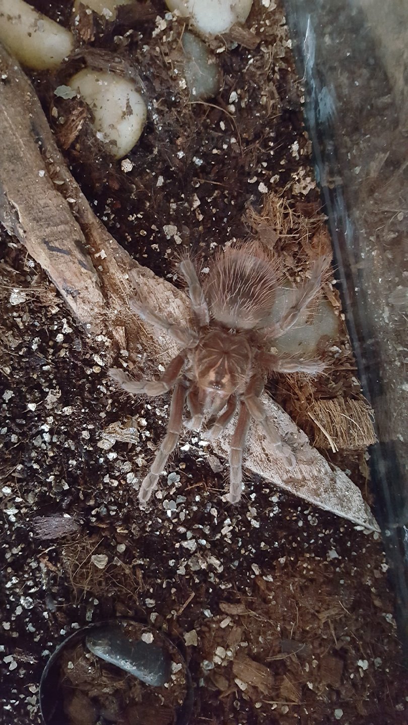 P. Platyomma1