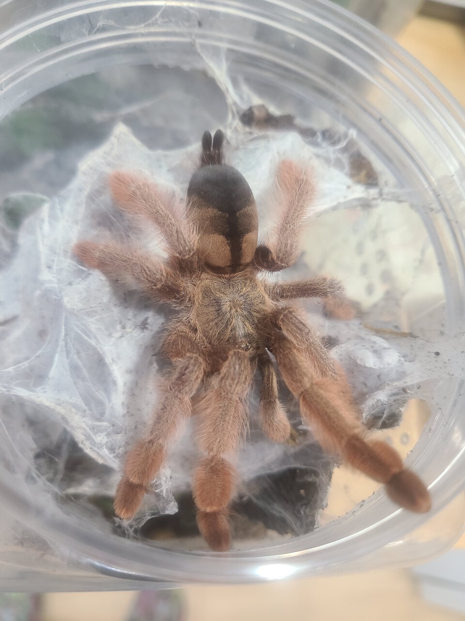 P. Pulcher female