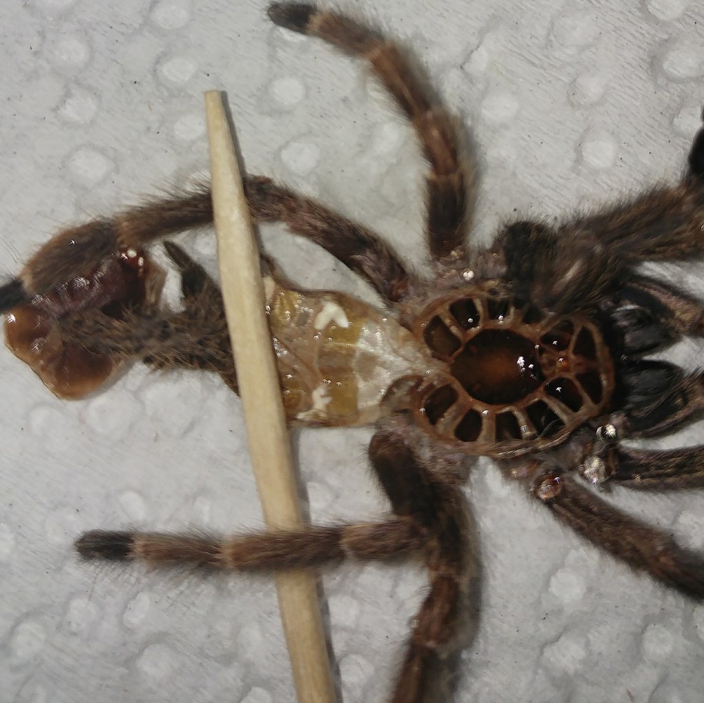 P. Reduncus
