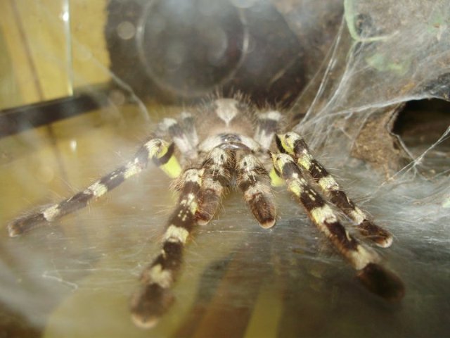 P. regalis (♀)