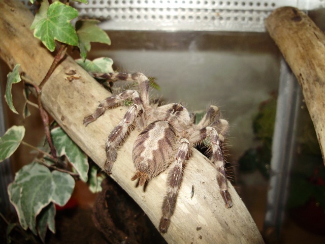 P. regalis (♀)