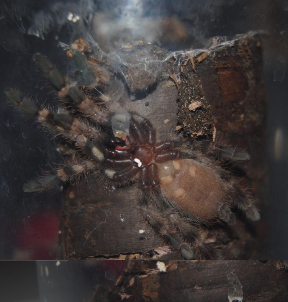 P. Regalis (1 1/3 inch)