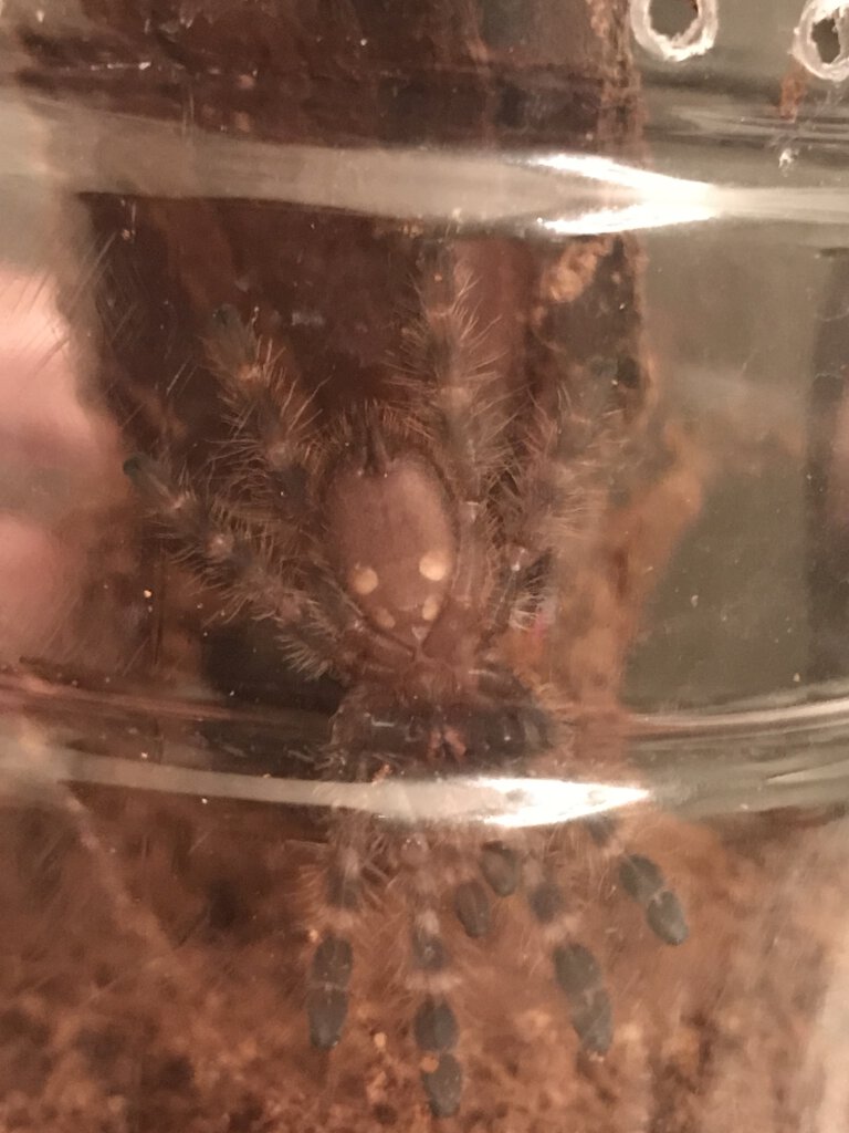 P. Regalis 1.5 in